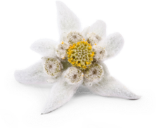 edelweiss